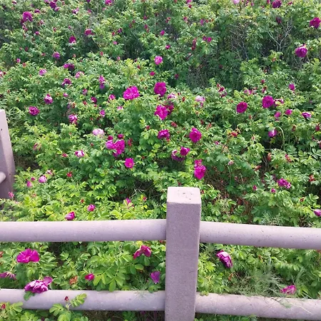 Am Bernsteinmuseum 3* 里布尼茨达姆加滕